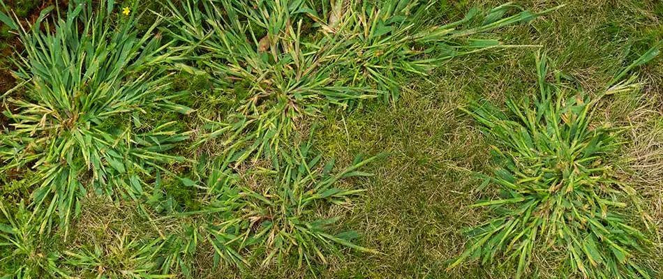 3 Reasons You Need Crabgrass Control for Your Lawn
