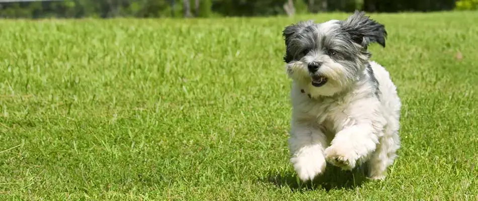 How Soon Can Kids & Pets Use a Lawn After Treatment?