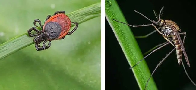 Ticks and mosquitoes will lurk in your Concord yard.