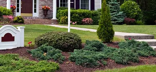 Plant health in Lunenburg involves deep-root fertilization and other services.