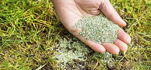 Overseeding a lawn in Lunenburg can result in lush, green grass.