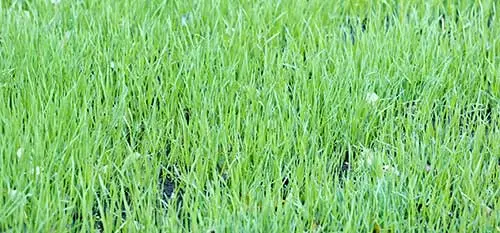 This Concord lawn saw great benefits from a top dressing treatment.