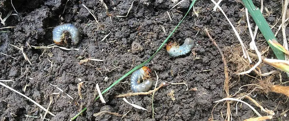 How Grubs Destroy Your Yard