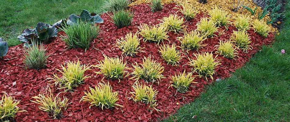 Tips to Ensure Your Plants Stay Healthy Throughout Winter