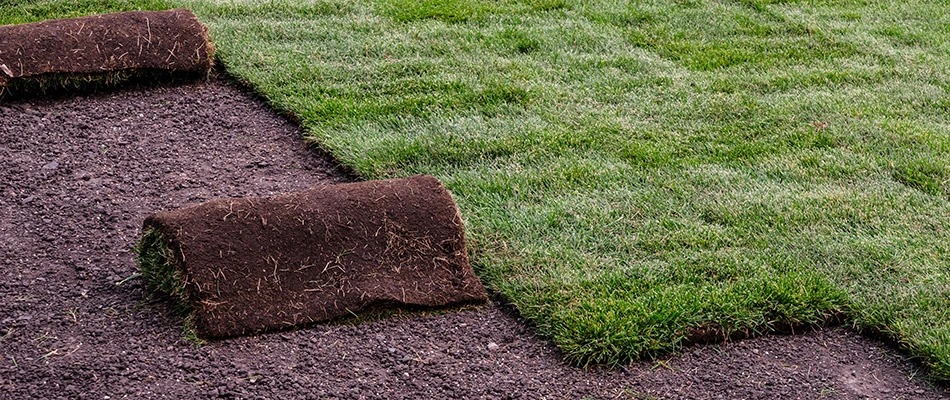 Rolls of sod on a landscape.