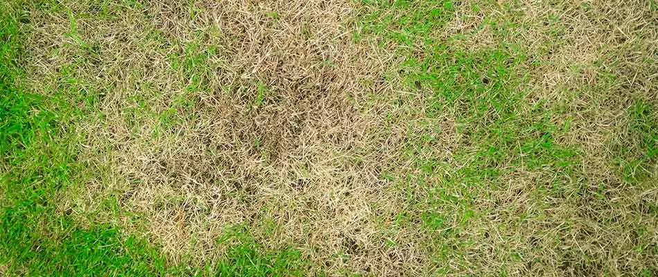 A diseased lawn in Lunenburg, MA.