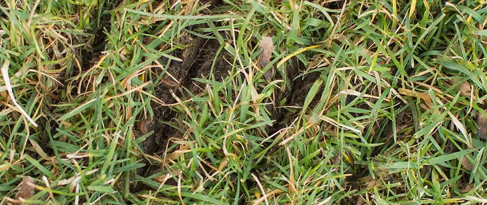 A lawn that has undergone slice seeding in Lunenburg, MA.