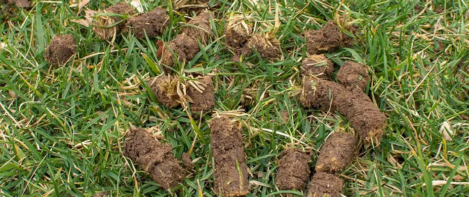 Lawn in Westford covered in plugs from aeration.