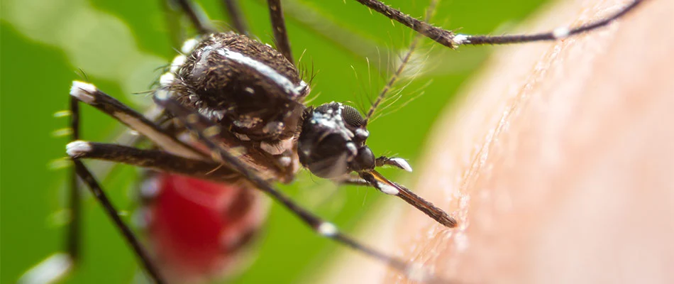 Mosquito biting a person's arm near Leominster, MA.
