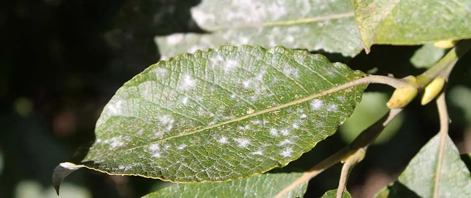 Mildew on a plant leaf near Leominster, MA.