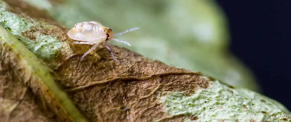 We offer plant health services that fight off pests like this spider mite on a plant in Lunenburg, MA.