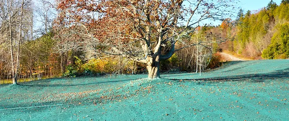 Home lawn in Westford, MA with hydroseeding.