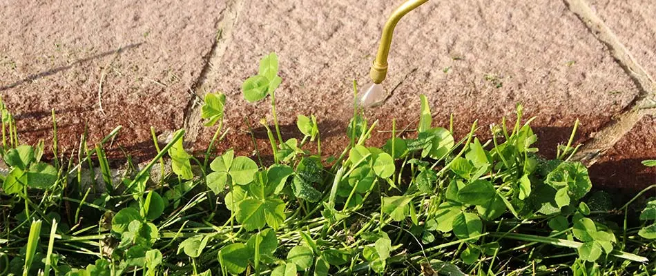 Spraying weeds near a sidewalk in Leominster, MA.