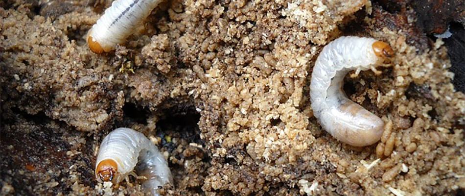 White lawn grub worms in a Concord, MA lawn's soil.